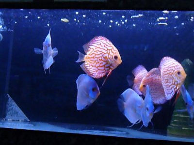 Bénéficiez Code Promo Poisson D'or