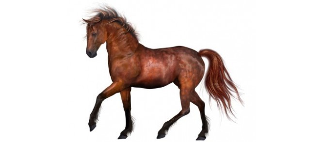 Bénéficiez Code Promo Cheval shop