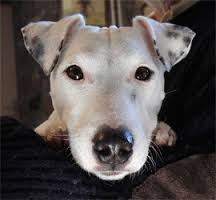 Offre Albert le chien