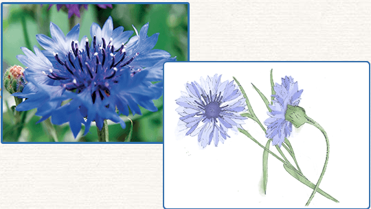 Offre Florame