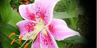 Coupons 123fleurs